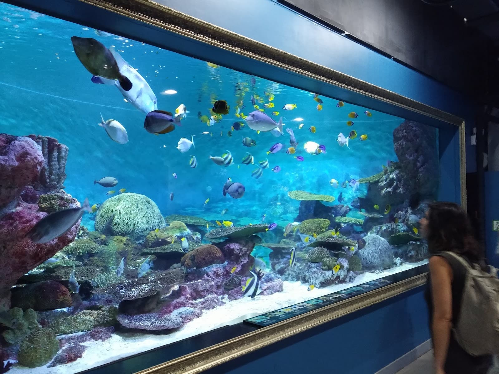 SEA LIFE COEX Seoul Aquarium 4