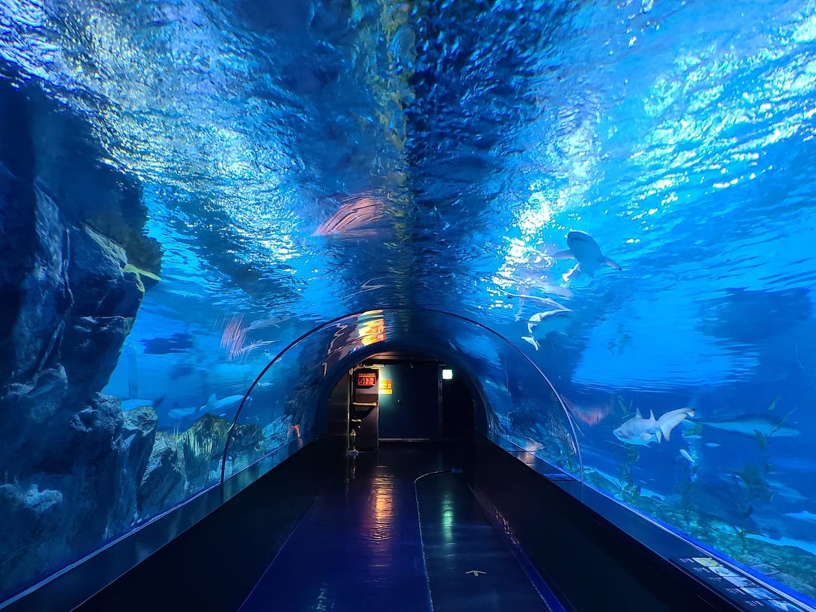 海洋生物中心COEX水族馆 3