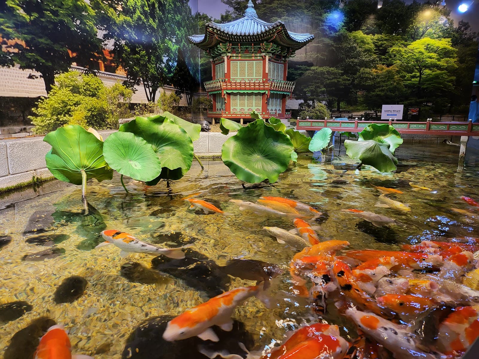 海洋生物中心COEX水族馆 5