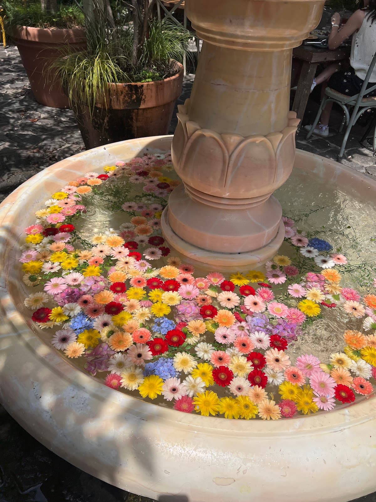 ダルマシアン 狎鴎亭 5