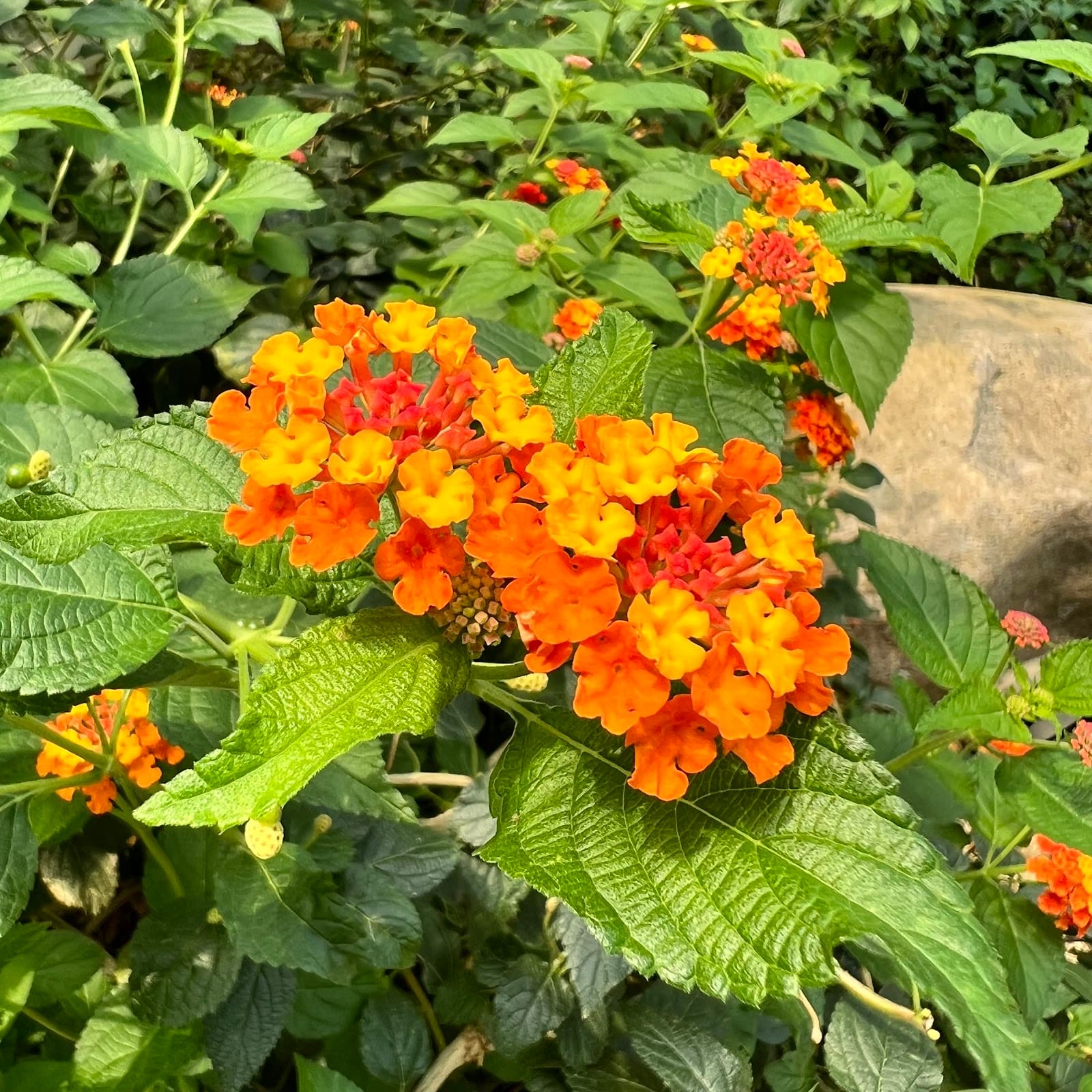 Seoul Botanic Park 5